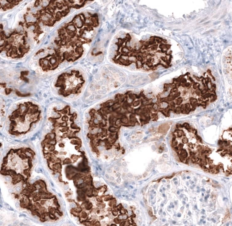 FOCAD Antibody - BSA Free