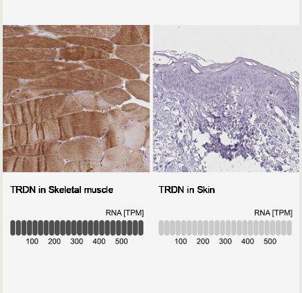 Triadin Antibody