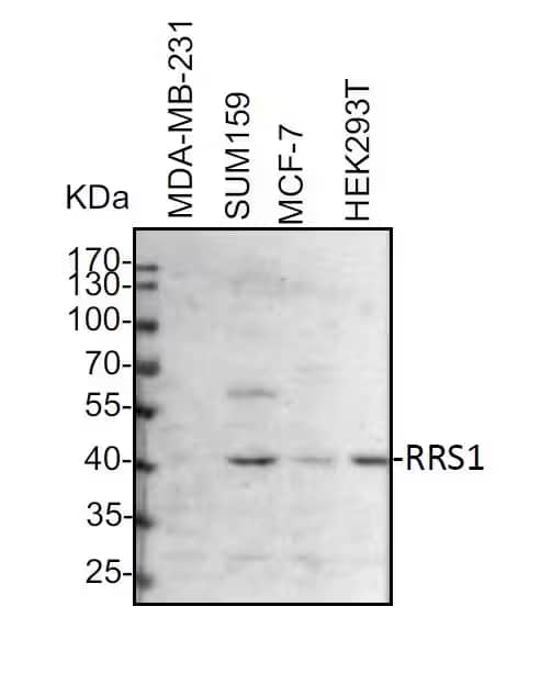 RRS1 Antibody