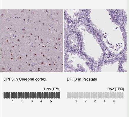 DPF3 Antibody