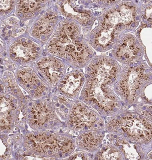 CHMP4A Antibody - BSA Free