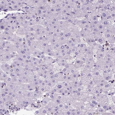 SHIP Antibody
