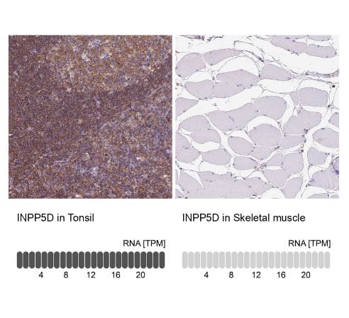 SHIP Antibody