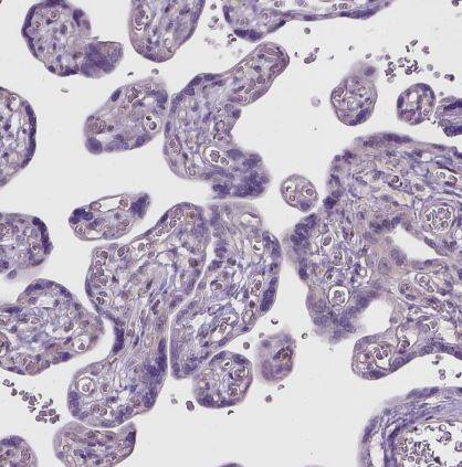 CD84/SLAMF5 Antibody