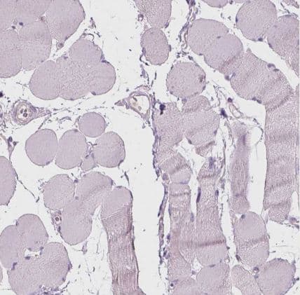 CD84/SLAMF5 Antibody