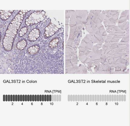 Galactose-3-O-sulfotransferase 2/GAL3ST2 Antibody