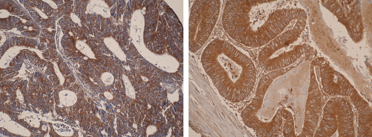 CYP26A1 Antibody (F27P6A1) - BSA Free