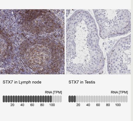 Syntaxin 7 Antibody (CL0257)