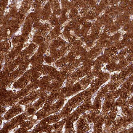 PHGDH Antibody (CL0555)