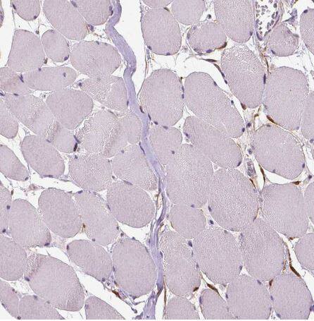 PHGDH Antibody (CL0555)