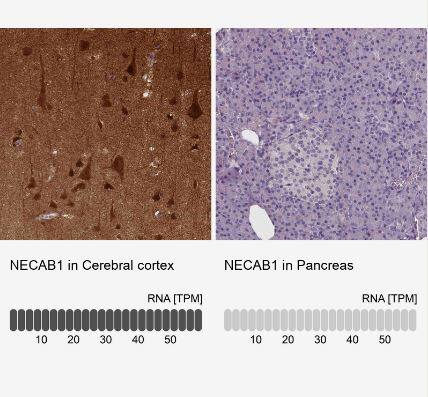 NECAB1 Antibody (CL0575)