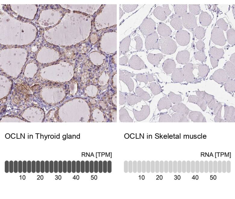 Occludin Antibody (CL1608) - BSA Free
