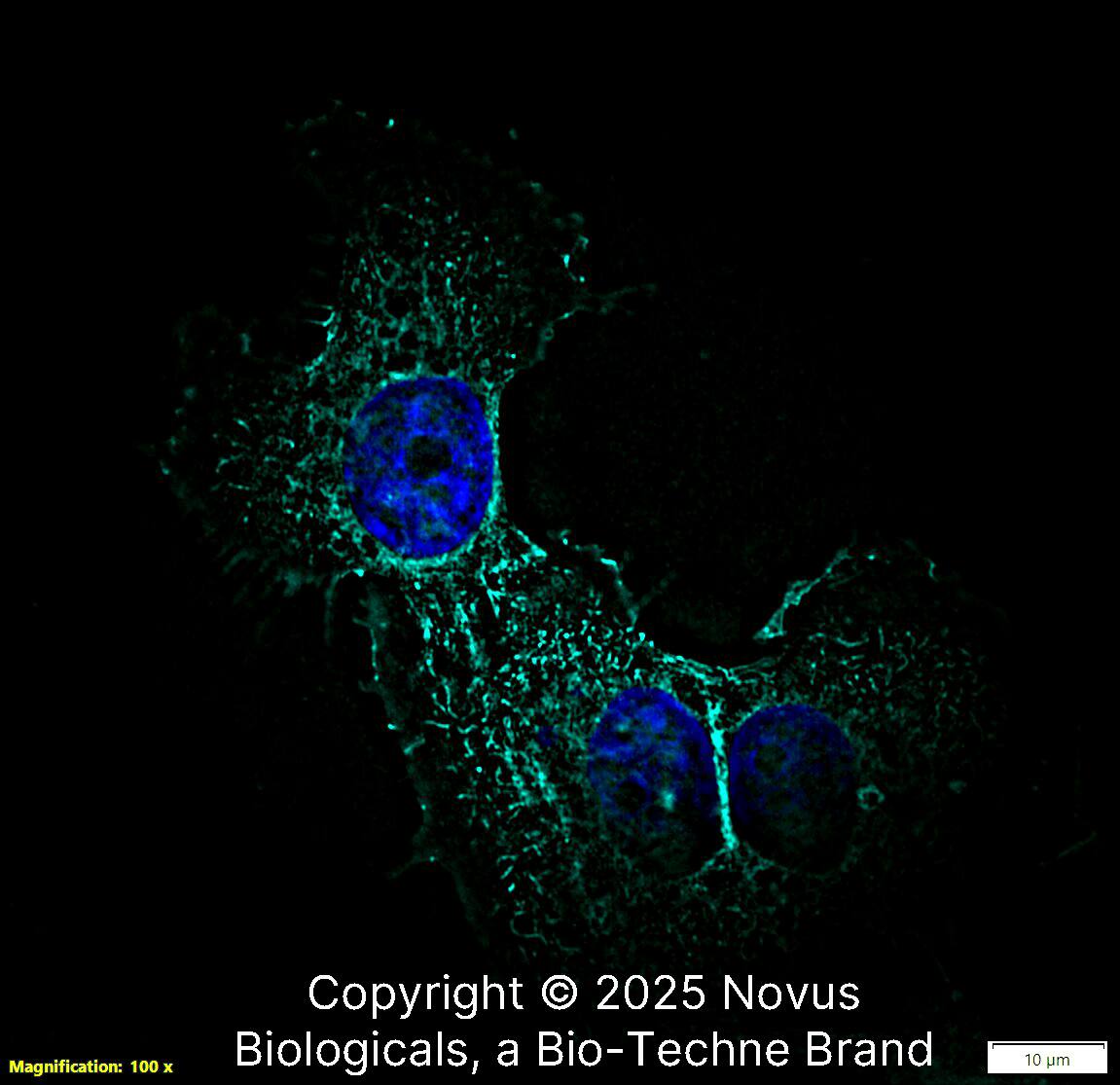 Ezrin Antibody - BSA Free