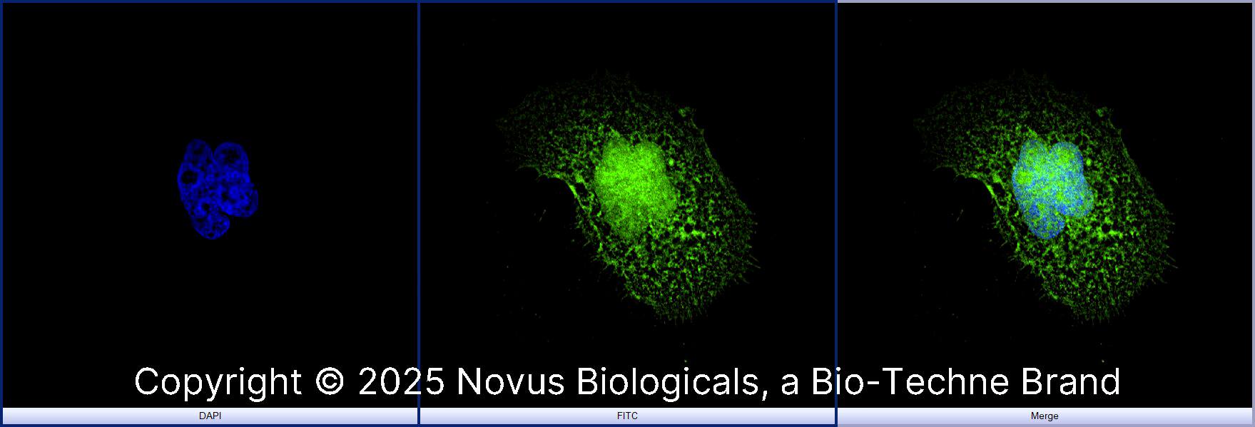 Thioredoxin-1 Antibody - BSA Free