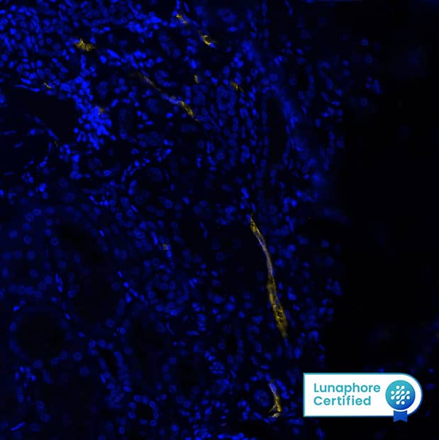 Podoplanin Antibody (PDPN/1433)