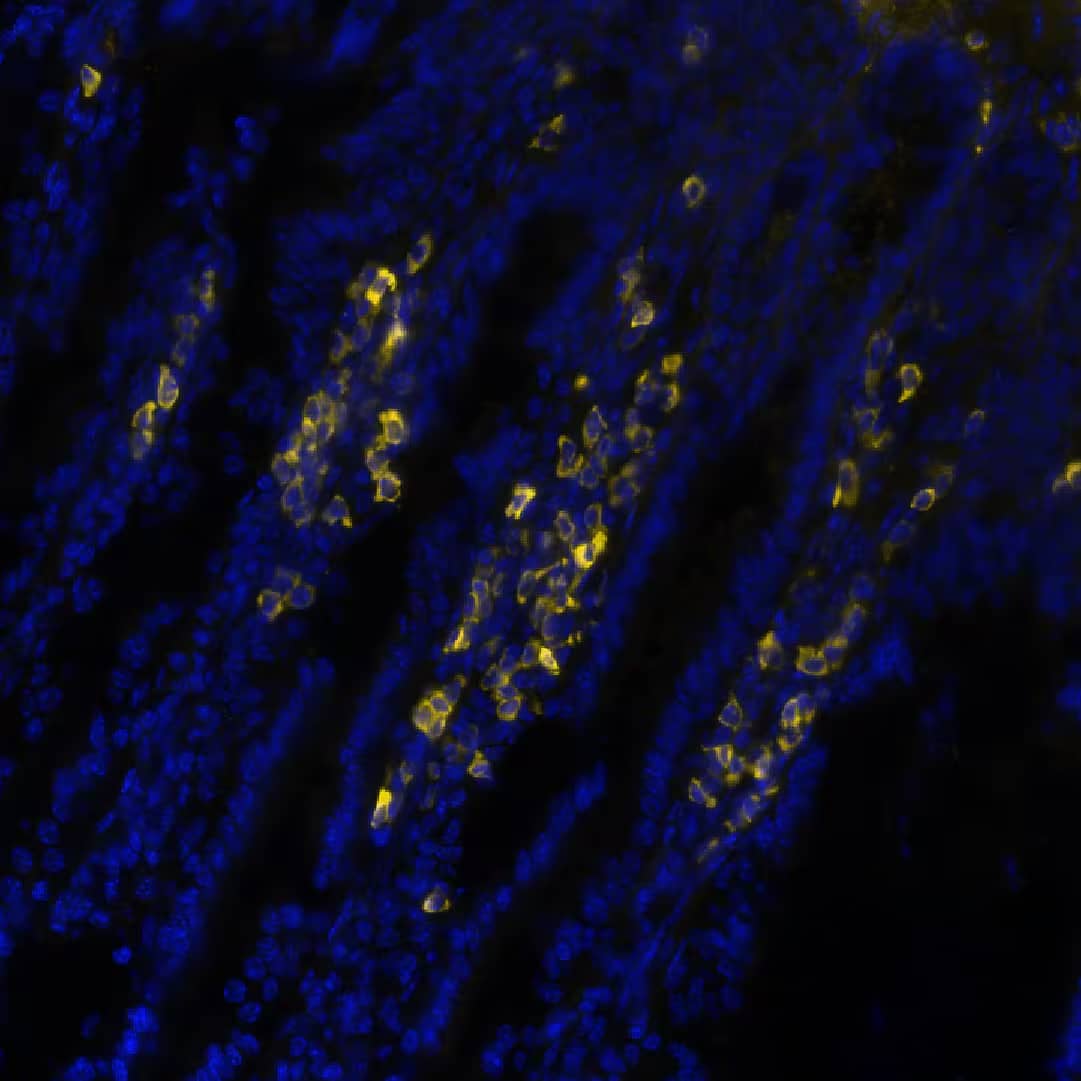 CD3 epsilon Antibody (C3e/1308)