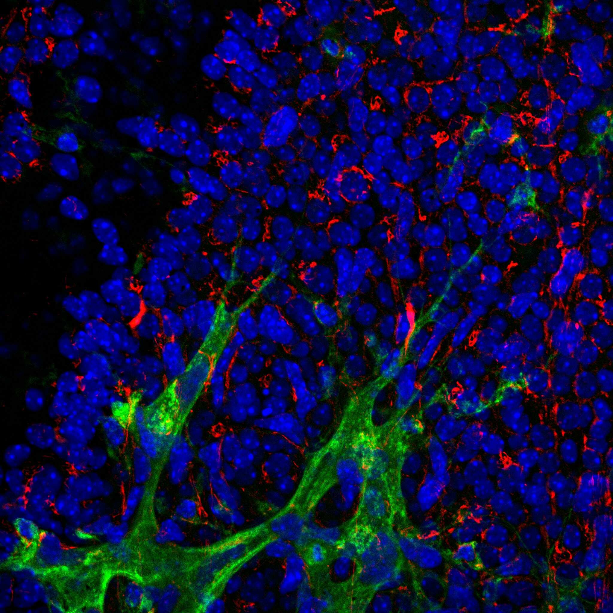 GM130/GOLGA2 Antibody - BSA Free