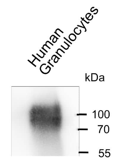 CEACAM6/CD66c Antibody (1H7-4B) - BSA Free