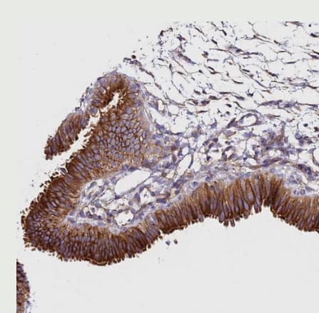 alpha Tubulin Antibody - BSA Free