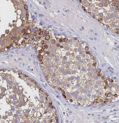 alpha Tubulin Antibody - BSA Free