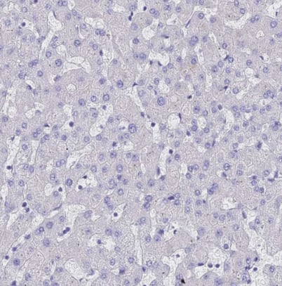 alpha Tubulin Antibody - BSA Free