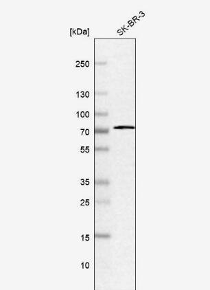 Aminopeptidase B/RNPEP Antibody