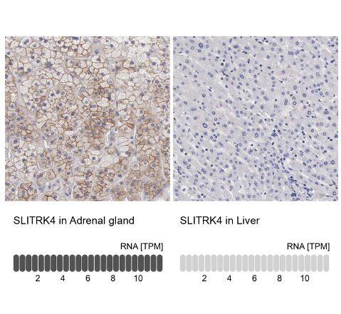 SLITRK4 Antibody