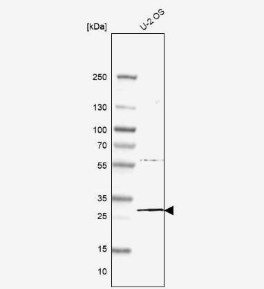 MED6 Antibody