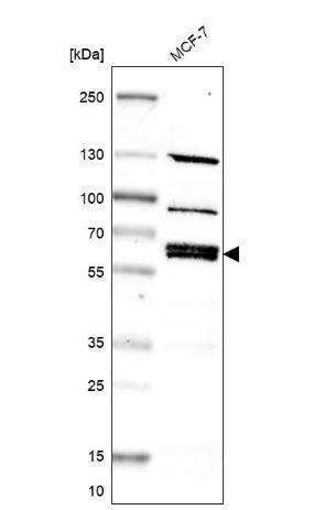Nephronectin Antibody