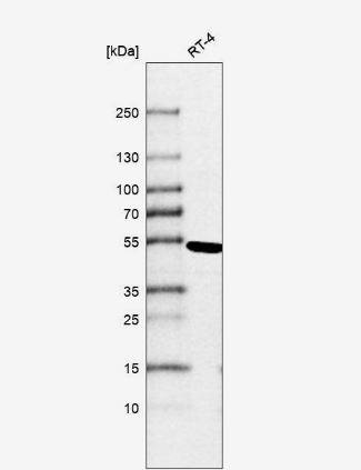 TIN2 Antibody