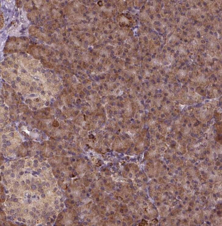 Frizzled-7 Antibody - BSA Free