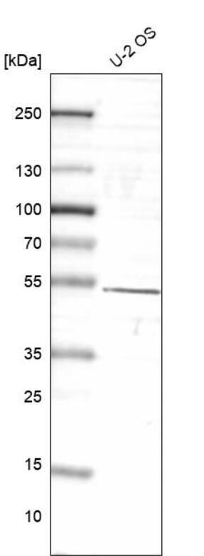Rev-erb beta/NR1D2 Antibody - BSA Free