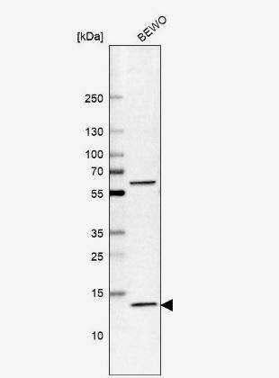 GLXR5 Antibody