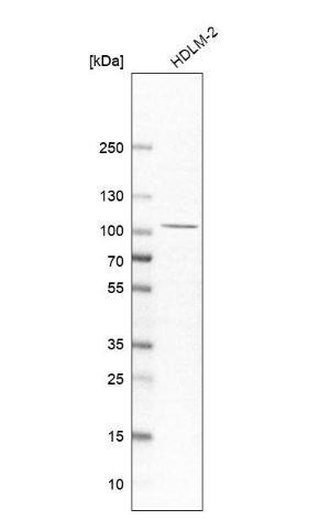 CLEC16A Antibody