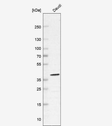 WDR82 Antibody - BSA Free