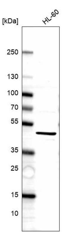 Surf6 Antibody