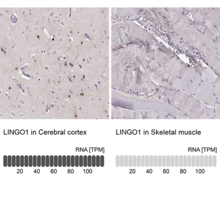 LINGO-1 Antibody - BSA Free