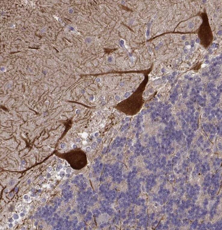 LINGO-1 Antibody - BSA Free