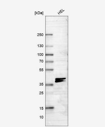RNF220 Antibody
