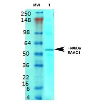 EAAT3 Antibody (S180-41)