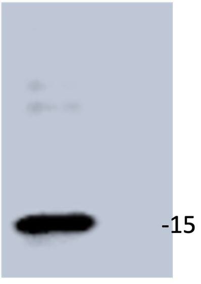 TOMM20 Antibody (1B2) - BSA Free