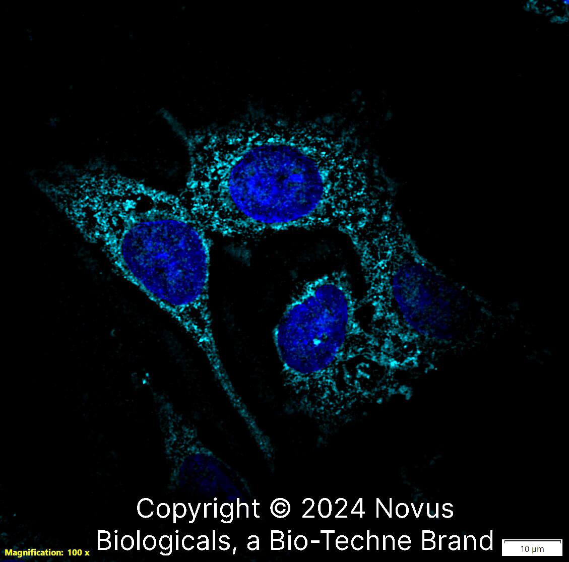 Lysozyme Antibody - BSA Free