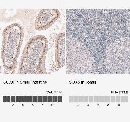 SOX6 Antibody (CL5690)