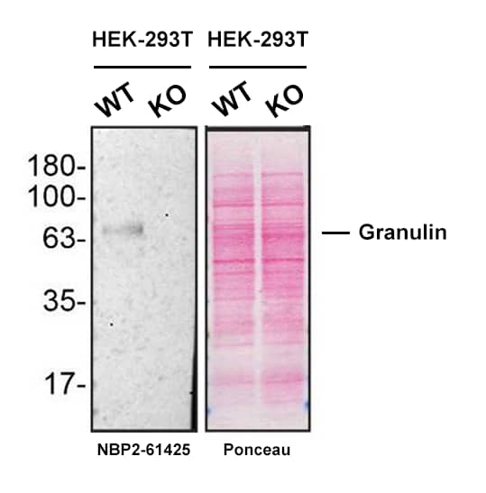 Granulin Antibody (CL5695)