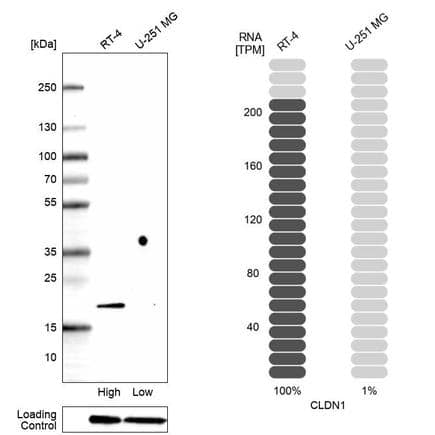 Claudin-1 Antibody (CL3698) Western Blot: Claudin-1 Antibody (CL3698) [NBP2-61630]