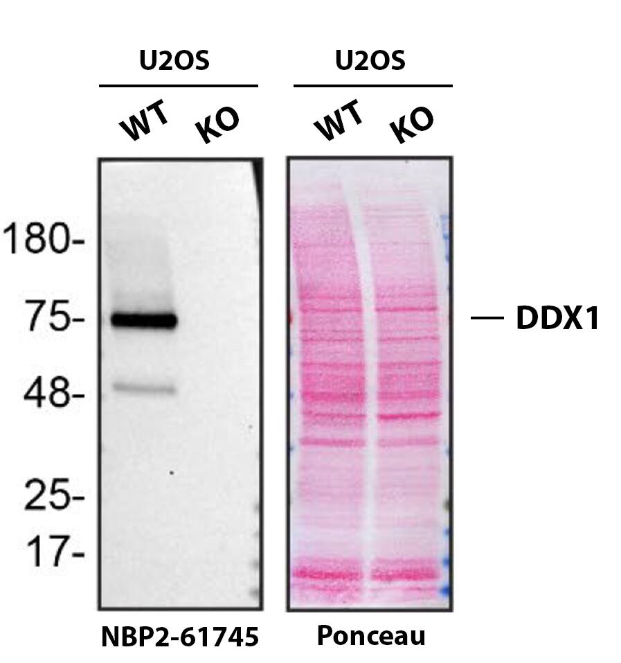 DDX1 Antibody (3E5E2) - BSA Free Western Blot Shows DDX1 Specificity Using Knockout Cell Line.