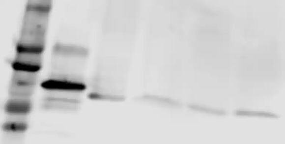 Ran Antibody (8D1A6) - BSA Free