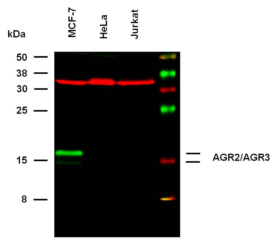 AG-3/AGR3 Antibody (AGR3.4)