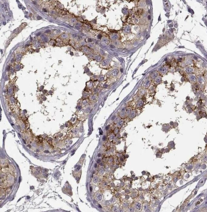 SLC52A3 Antibody - BSA Free