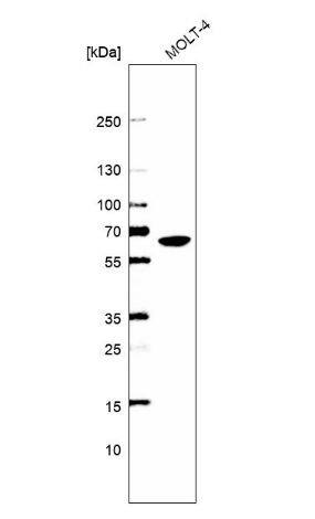 WDR1 Antibody